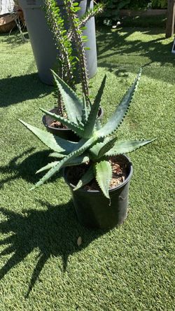 Cape Aloe (Aloe ferox)