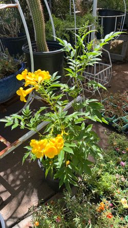 Yellow Bell