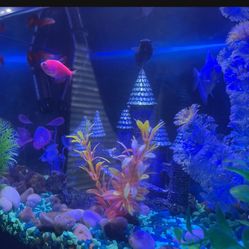 10 Gallon Tank With Blue Lighting, Food & Decoration 