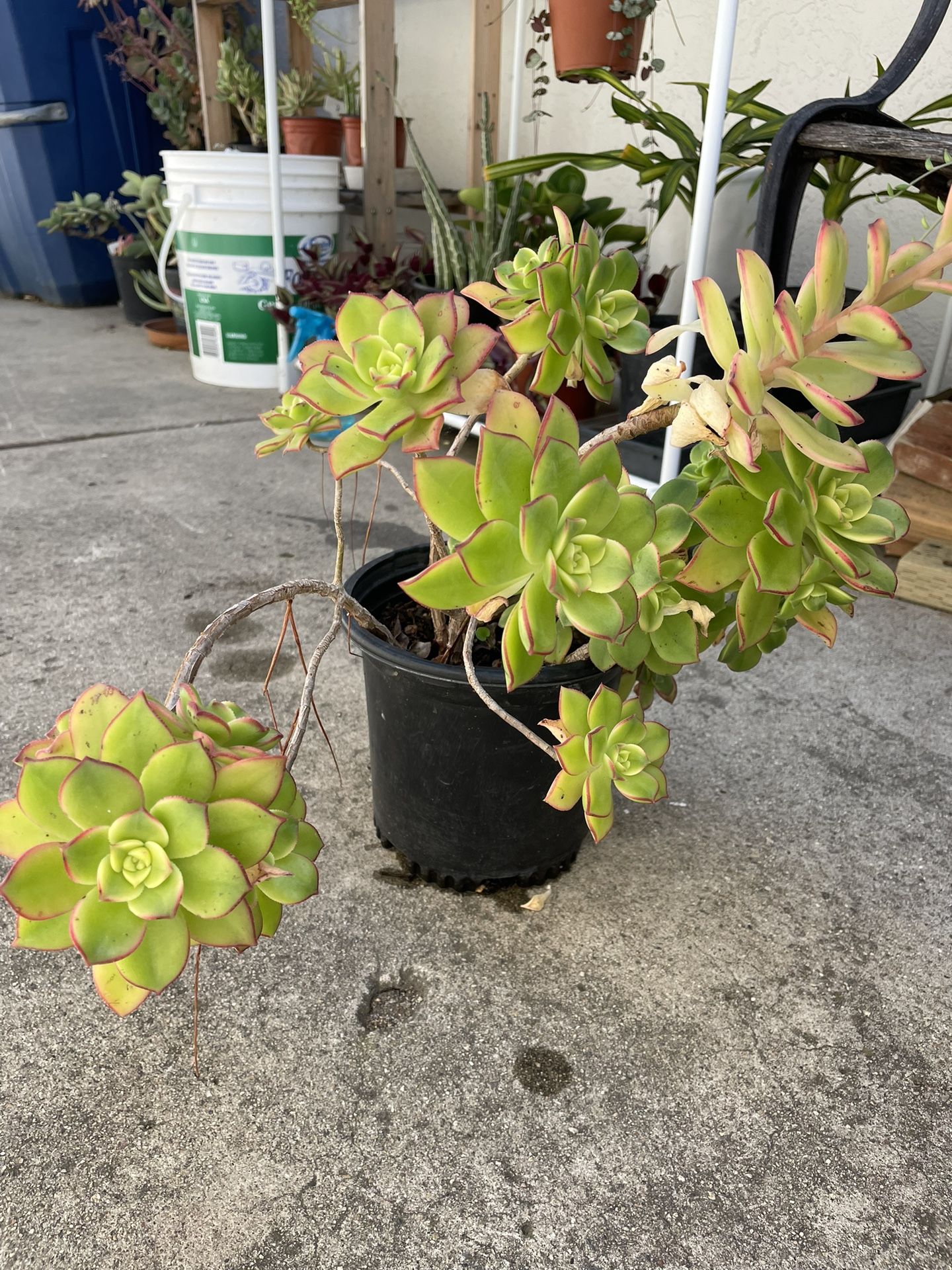 6in Pot Aeonium Kiwi Succulent Plant 