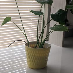 Small Indoor Monsterra Plant (Real)