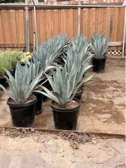 Blue agave Americana 15 gal
