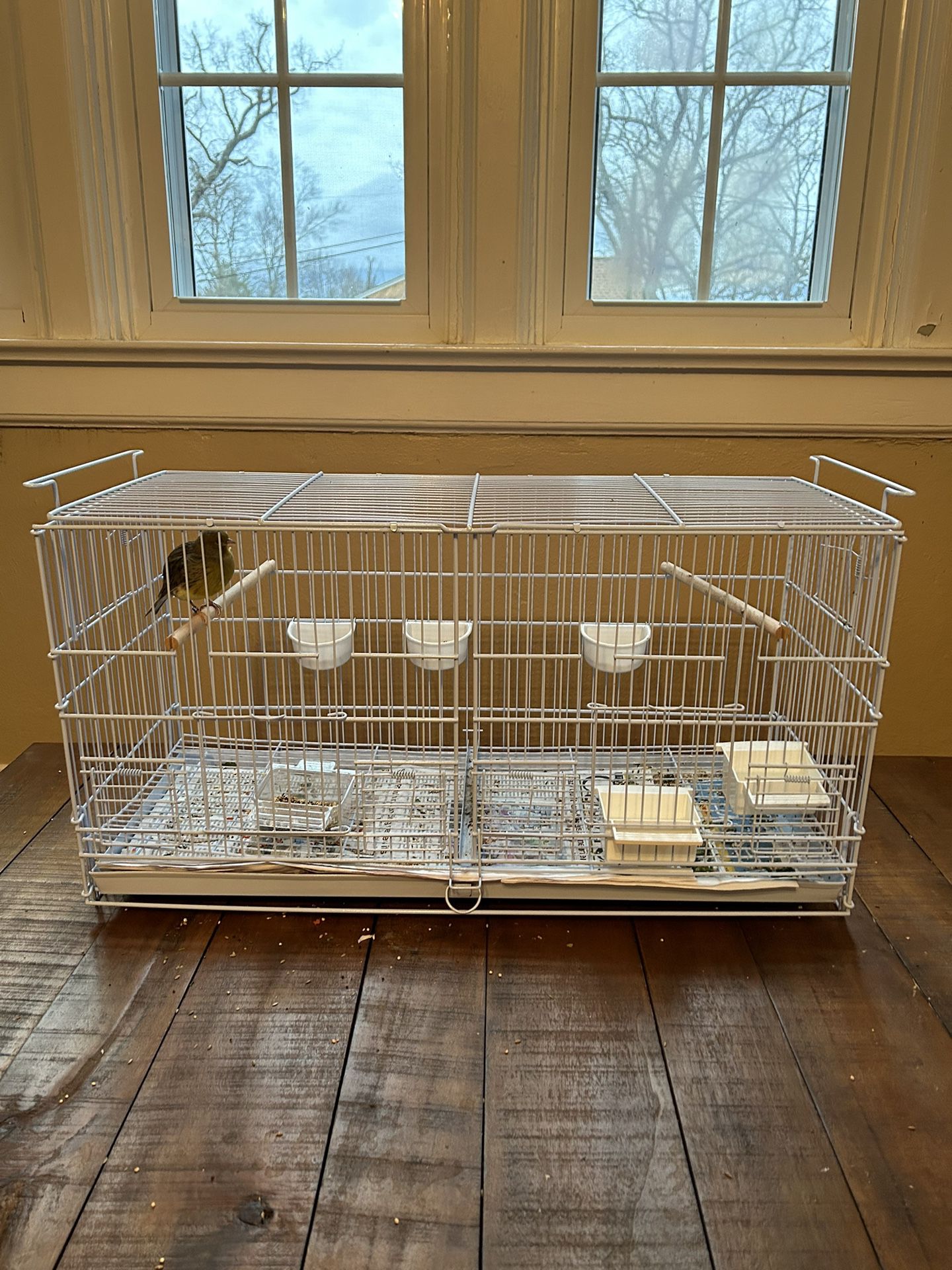 Birds and Cages for sale
