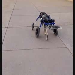 Walkin’ Pets Walkin’ Wheels M/L