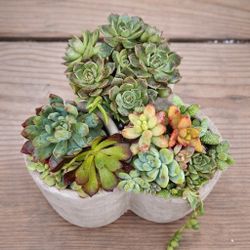 Triple Cement Succulent Planter – Modern 3-Pot Arrangement