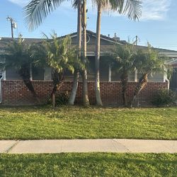 FREE Palm trees