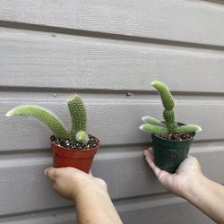 monkey tail cactus with pups 4” pot $18 each
