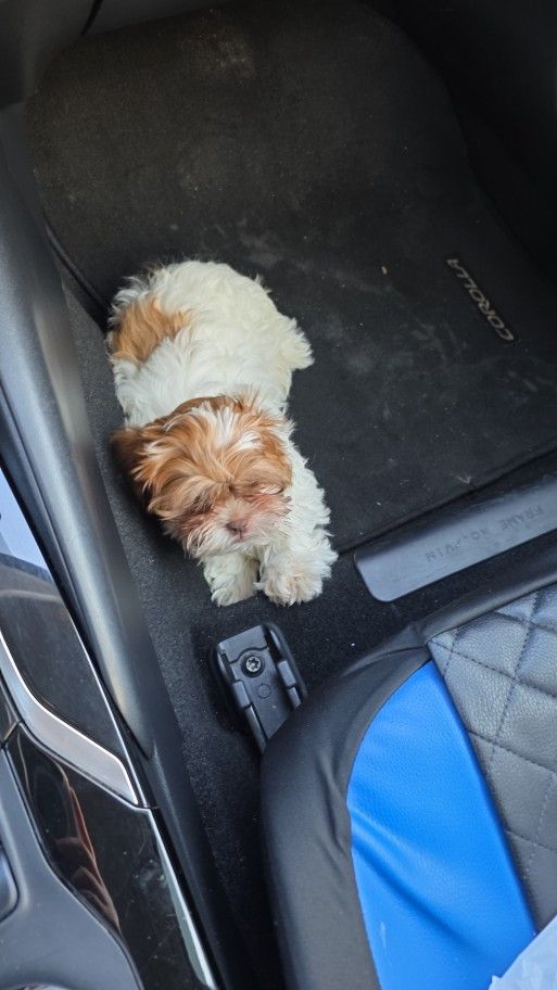 Shih Tzu