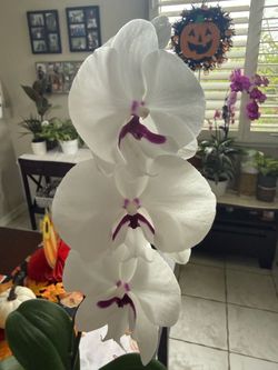 White orchid