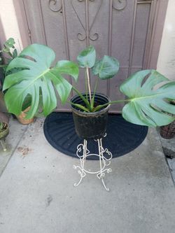 planta de costilla de Adan