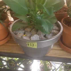 Silver 10" pot with Succulent $12.00