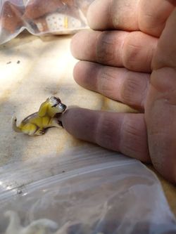 Tiny puppy dog