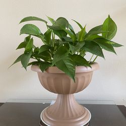 Large Pot Live Healthy Pothos Plants In 10 Inch Pot