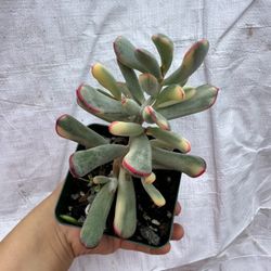 4” Variegated Cotyledon 