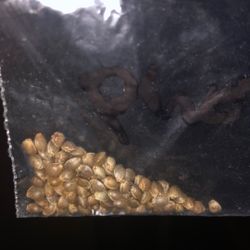 Feminized Seeds Variety