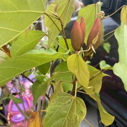 Annatto(achiote) Plant 