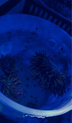 Fake - Anemone RBTA