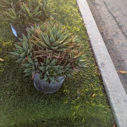 Free Succulents 