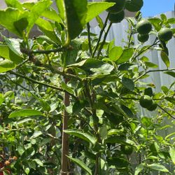 plantas de limon persa sin semillas ya con limones bendo barato por mayoreo para rebendedores