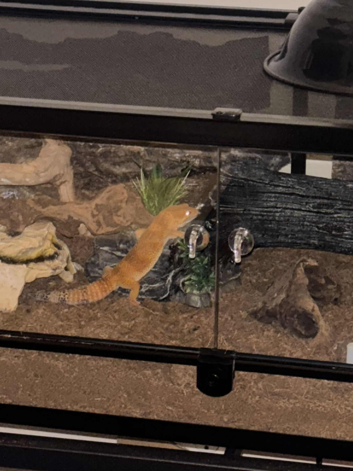 Terrarium With Leopard Gecko
