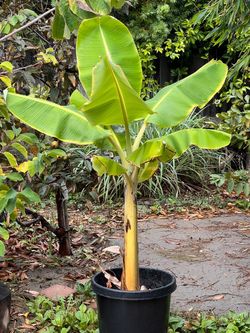 Banana tree