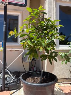 6 years old red fleshed guava