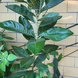 Loquat/ Mispero