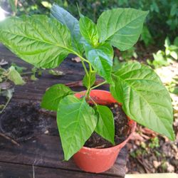 Grove Pepper Plants 