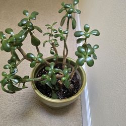 Jade  In Ceramic Pot 