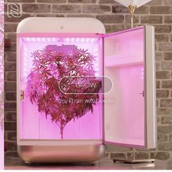 Seedo Grow Box