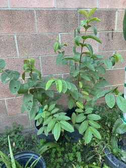 Guava Tree