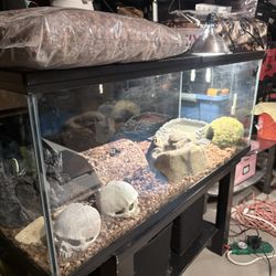 Female Grey Matter Paradox Ball Python/ 75 Gallon Tank + Accessories