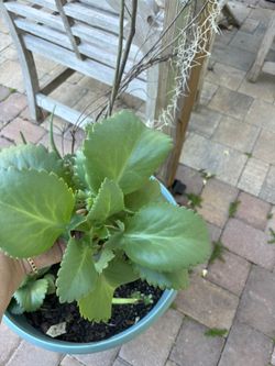 Mother Of Thousand Plants 