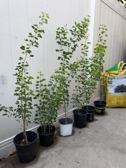 Guamuchil trees in Reseda
