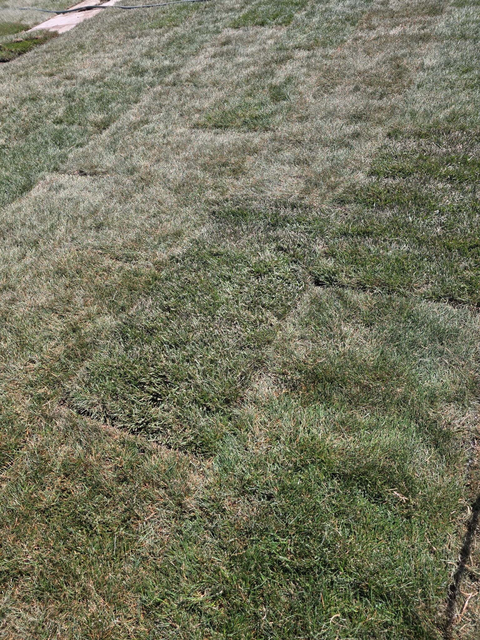 Grass For Sale