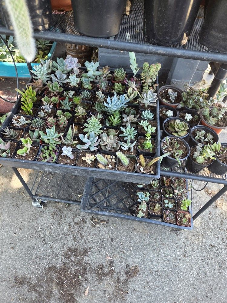 Succulents For Sale