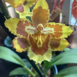 Yellow Orchid, In Bloom!