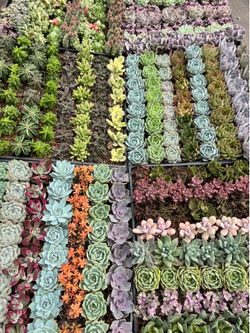 Succulents $2 each