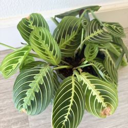 Prayer Plant - Indoor House Plant