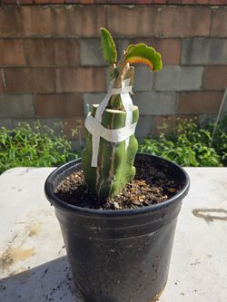 Dragon fruit ( Worth Variegated- Grafted)