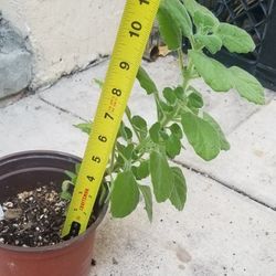 Vicks Plant,  Live 
