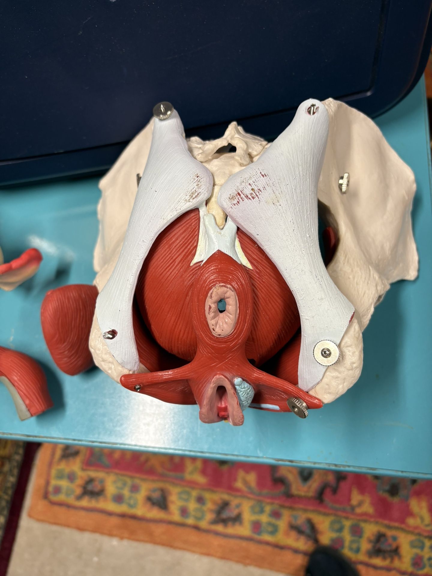 Professional Female Pelvic Model 