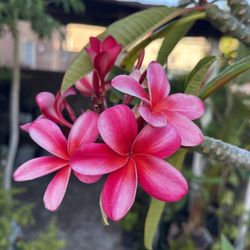 Over 6 Feet Tall Confetti, Plumeria