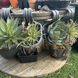 Large Succulent In Pot $20