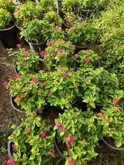 Lantana 5 Gallons For Sale