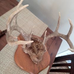 9 Point Whitetail Rack