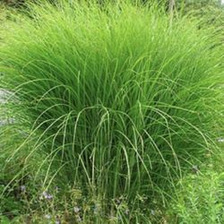 Grass Starter