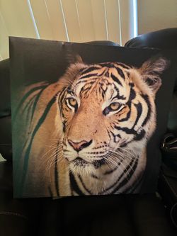 Tiger picture