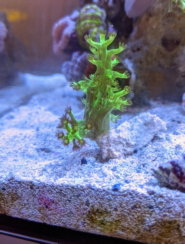 Coral Frag: Green Kenya Tree