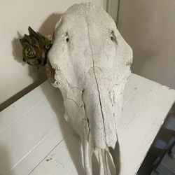 Cow Skull | Great Decor or Art Project